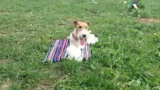 Smart fox terrier Taffy/ Собака показывает трюки