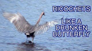 Reddish Egrets Dancing for Dinner--NARRATED