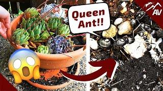 I Found a Formica Ant Colony in my Flowerpot! 