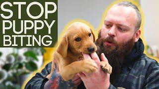 How To Stop Your Puppy From Biting