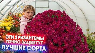 Эти хризантемы точно зацветут  - лучшие сорта