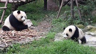 Over 100 European youths visit giant panda breeding base in Chengdu, Sichuan