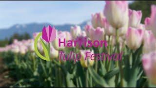 Harrison Tulip Festival 2024