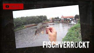 Barsche zocken - Live-Bisse am Teltow-Kanal