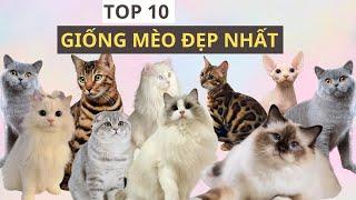 Top 10 Giống Mèo Đẹp Nhất Thế Giới Bạn Không Nên Bỏ Qua