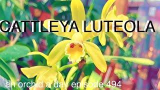 AN ORCHID A DAY EPISODE 494  CATTLEYA LUTEOLA #orchidgreenhouse #orchidspecies