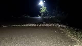 Python crossing a road in night  time near industrial area Harohalli