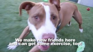 Dog's Eye Tour of the Pasadena Humane Society