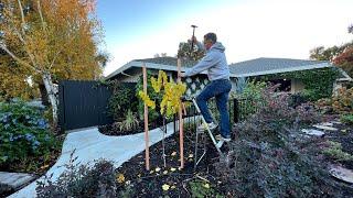 How, When and Why to Stake a Tree!  Staking My Redbud! :: Zone 9b Small Space Gardening