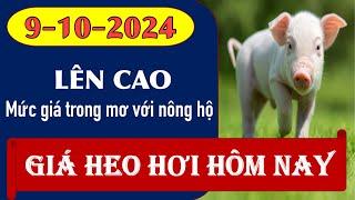 Giá heo hơi hôm nay 9/10/2024 - Mức giá trong mơ với hộ chăn nuôi