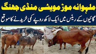 Malumor Mandi Latest Update | Cow fresh rates update | September 8, 2024