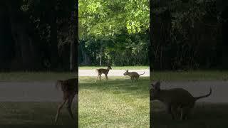 Playful Pup Tries to Befriend Fawn