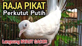 Perkutut Putih Gacor RAJA PIKAT Semua perkutut langsung nyaut gacor