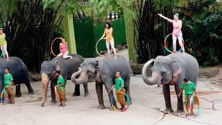 Elephant Show at Safari World, Bangkok