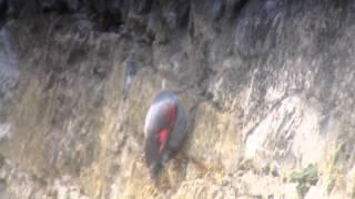 Wallcreeper (Naturetrek Tour in Spain)