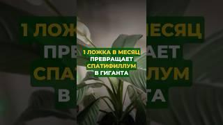 1 ложка в месяц превратил спатифиллум в гиганта #цветы #сад