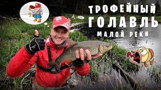 Трофейный голавль малой реки, часть 1, май 2019