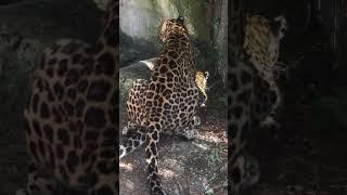 Amur Leopard’ getting busy at ZWF Miami.