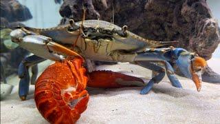 Crab CRUNCHES on crawfish. crab asmr.