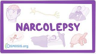 Narcolepsy (NORD) - causes, symptoms, diagnosis, treatment, pathology