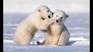 Adorably Cute Polar Bear Cubs Go Sledging!