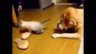 Cat video 1