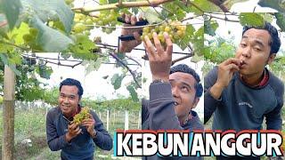 L Hendri Metik Buah Anggur Langsung Dari Pohonnya