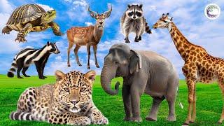The Most Beautiful Animals Of Asia: Turtle, Deer, Raccoon, Giraffe, Elephant, Leopardp