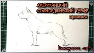 Как нарисовать Американского СТАФФОРДШИРСКОГО ТЕРЬЕРА карандашом. 24 минуты поэтапного рисования.