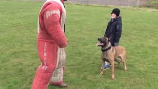 personal / family protection dog training