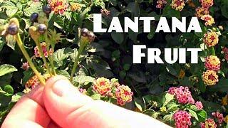 Lantana fruit Review - Weird Fruit Explorer Ep. 240