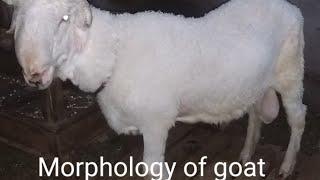 Zoology: Morphology of goat #Goat'sMorphology#morphology #goat