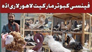 Fancy Pigeons Market l October 2024 Visit l Lahore lari adda Latest updates l #haiderbirdzone