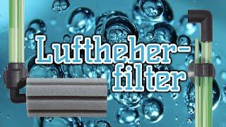 Der Luftheberfilter | simpel, vielseitig, sicher für Garnelen | Schwammfilter | Aquarientechnik