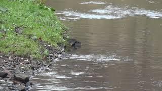 Sparrowhawk Attack on Grey Wagtail (Failed)