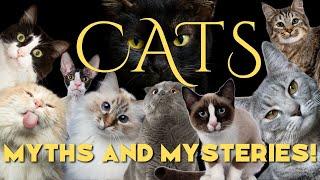 Feline Mysteries: Why Are Cats Linked to the Supernatural?