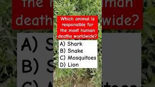 Which animal is responsible for the most human deaths worldwide? #shorts #riddles #quiz #puzzle