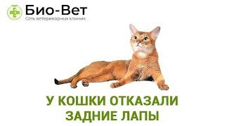 У Кошки Отказали Задние Лапы / Что делать // Сеть Ветклиник Био-Вет