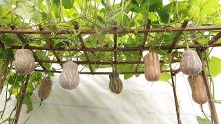 Free drip irrigation - To grow pumpkins for many fruits in plastic baskets at home