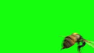 Green Screen Clips Single Bee Animation Free Stock Footage