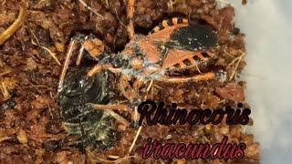 Ринокорис красный (Rhinocoris iracundus)