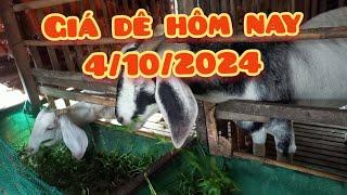 Báo giá dê mới nhất hôm nay 4/10/2024//mệt với mấy thánh cào phím