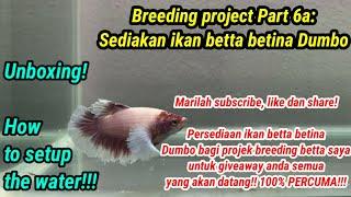 Betta breeding project part 6a: Betta Dumbo female/betina - How to unbox and setup water - fish