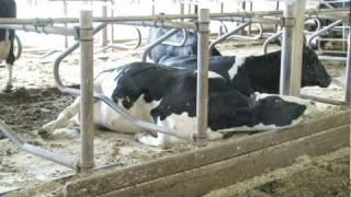 Dancing cows become sick due to ground current on dairy farms