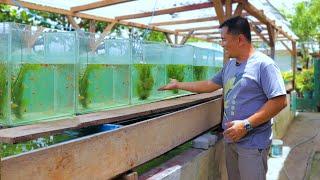 Fish Farming│ Inside the most successful EXOTIC GUPPY FARM! A young man survive by selling guppies