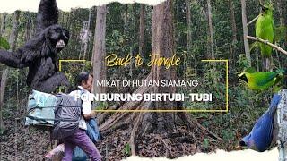 MIKAT CUCAK IJO DI HUTAN KAWASAN SIAMANG POIN BERTUBI-TUBI Part 1