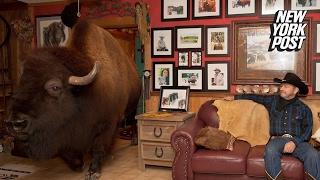 This pet buffalo has the run of the house