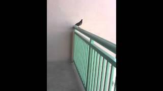 Epic Suicidal Pigeon (jacksonstopmotion)