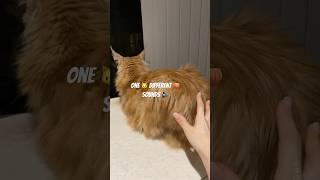 Maine Coon Cat Dangerous Meows  #catsounds #mainecoon