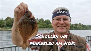 Scholle und Makrele! Normal am Kanal?